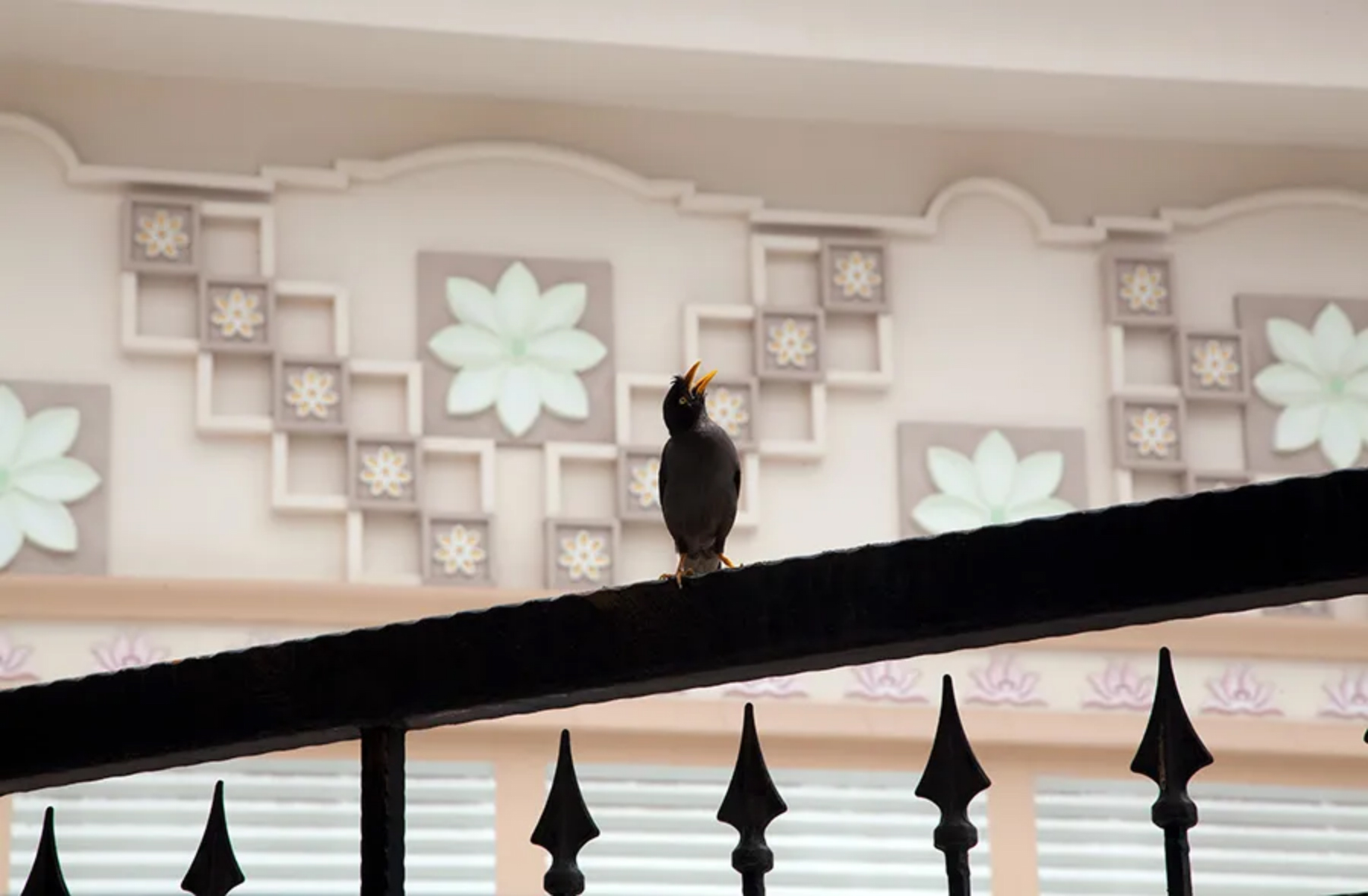 觀鳥與拍鳥2535 拷貝.jpg