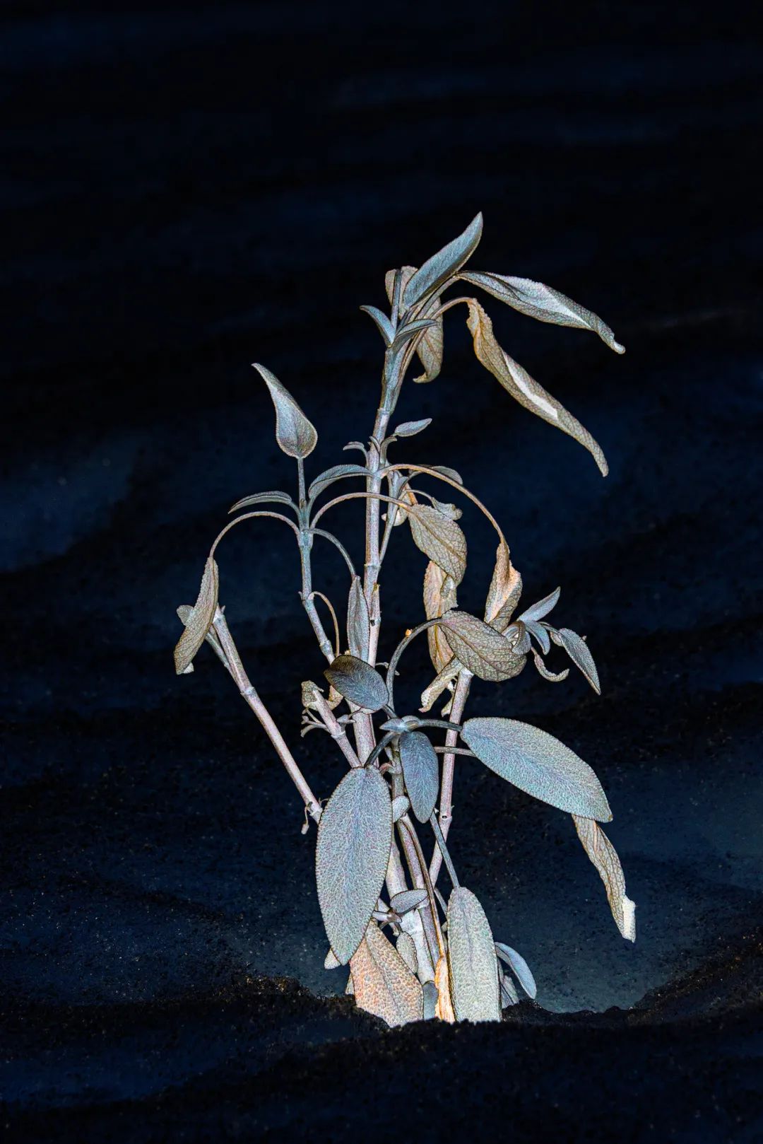 靳華8.jpg