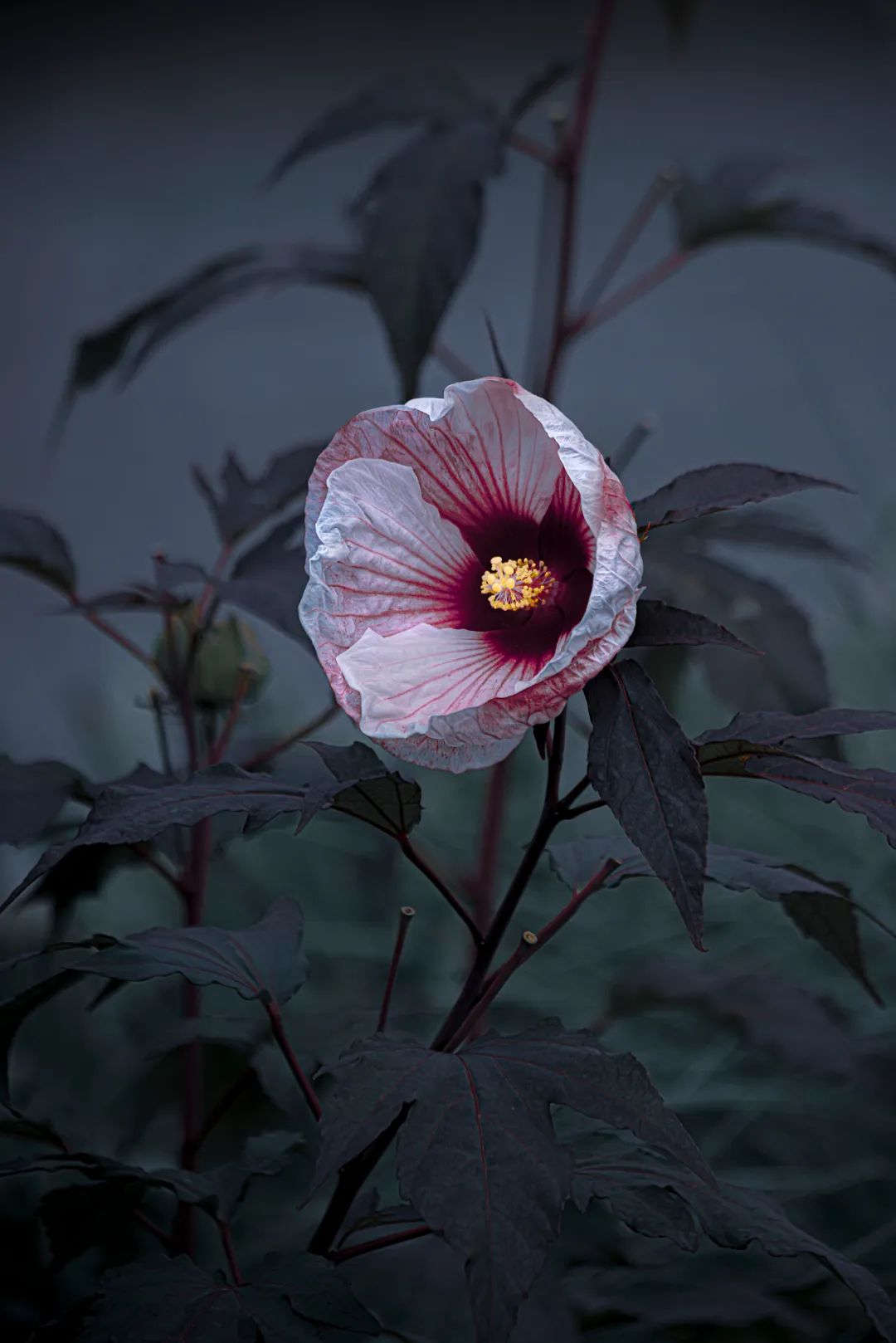 靳華9.jpg