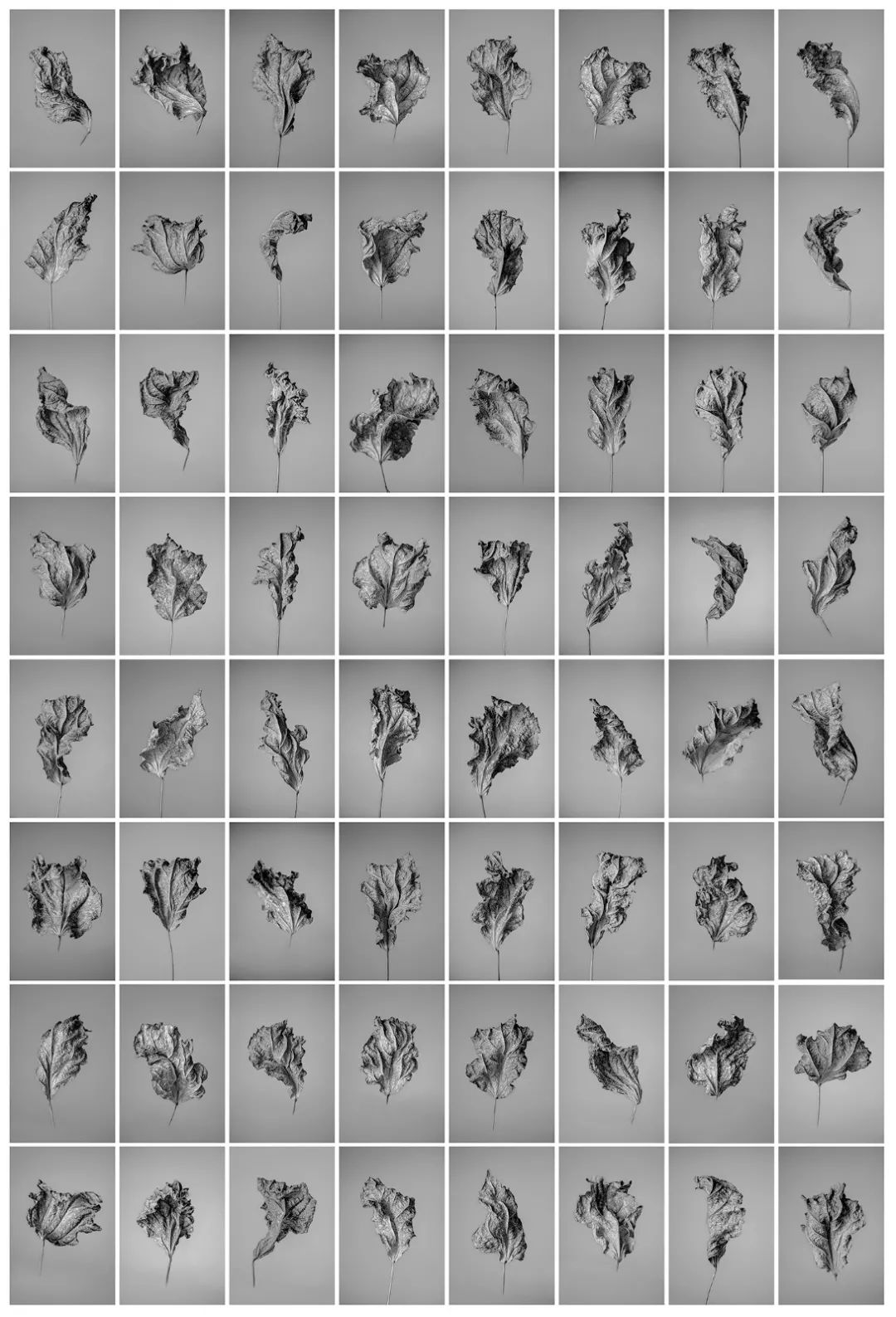靳華11.jpg