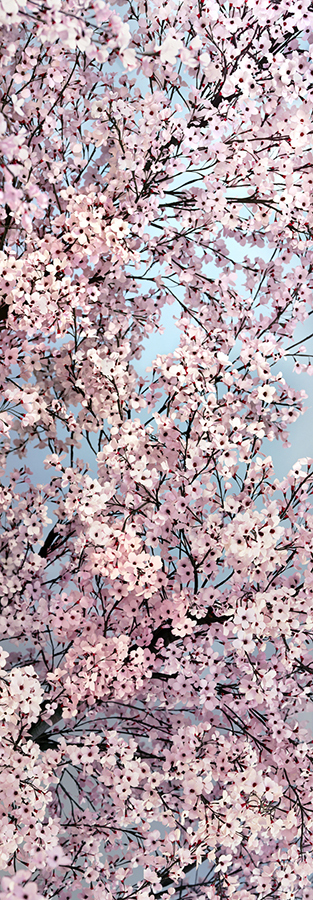 Hanami_ES_Frieze.jpg