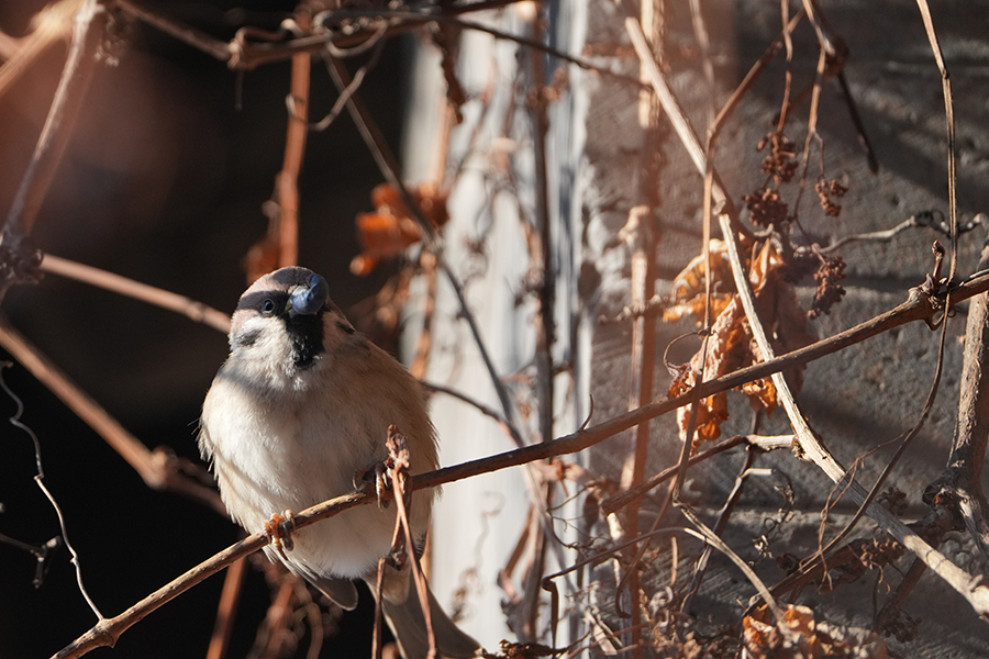DSC09555_DxO.jpg